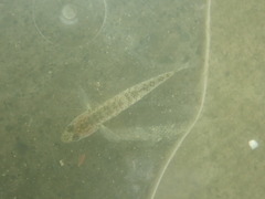Rhinogobius similis