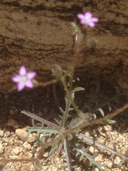 Gilia sinuata