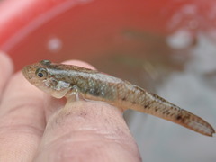 Rhinogobius similis