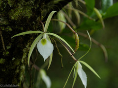 Brassavola tuberculata
