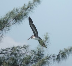 Pelecanus occidentalis