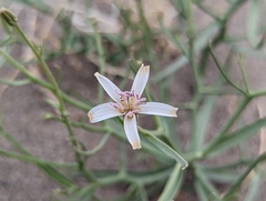 Chaetadelpha wheeleri