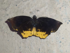 Achlyodes busirus