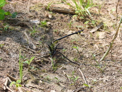 Gomphurus lineatifrons