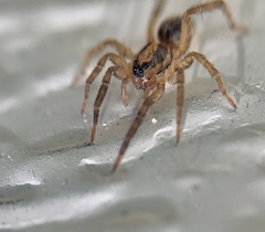 Trochosa ruricola