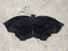 Achlyodes busirus