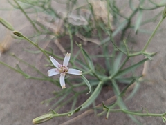 Chaetadelpha wheeleri