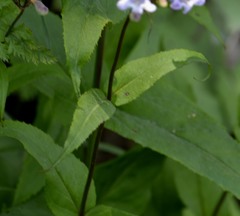 Penstemon laevigatus