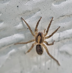 Trochosa ruricola