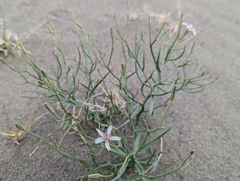 Chaetadelpha wheeleri