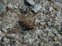 Lasiommata petropolitana
