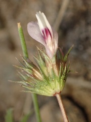 Trifolium willdenovii