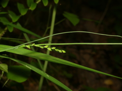 Carex purpurifera