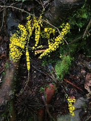 Physarum virescens