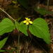 Northern Wedge-leaf Violet - Photo no rights reserved, uploaded by Shaun Pogacnik