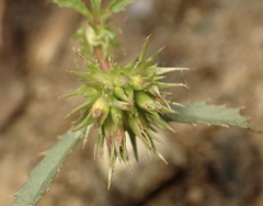 Trifolium willdenovii