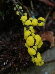 Physarum virescens