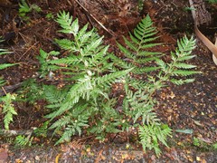 Parapolystichum acuminatum