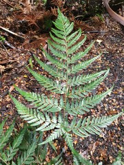 Parapolystichum acuminatum
