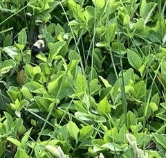 Bombus impatiens