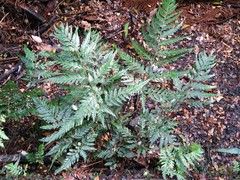 Parapolystichum acuminatum