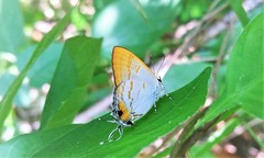 Hypolycaena thecloides