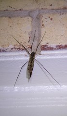 Tipula metacomet