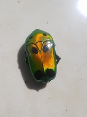 Heterorrhina sexmaculata