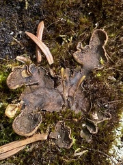Peltigera lepidophora