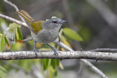 Microligea palustris
