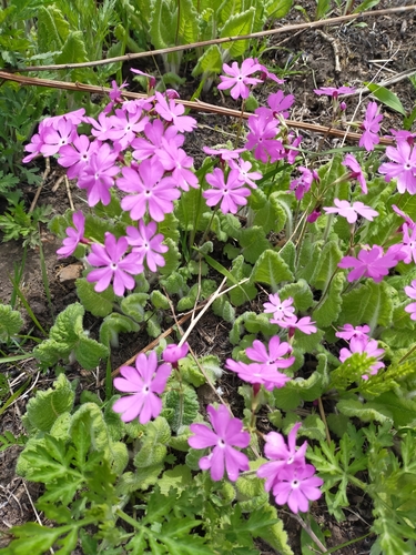 Primula sieboldii (Primula sieboldii)