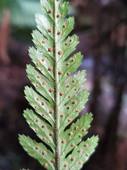 Parapolystichum acuminatum