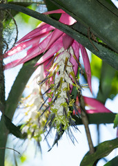 Billbergia zebrina