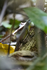 Eutropis andamanensis