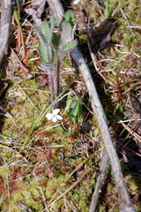 Viola × sublanceolata