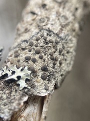 Palicella schizochromatica