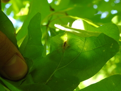Andricus quercusutriculus