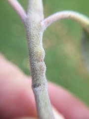 Lecanochiton actites