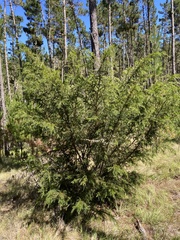 Acacia verticillata