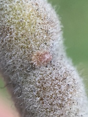 Lecanochiton actites