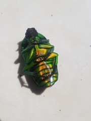 Heterorrhina sexmaculata