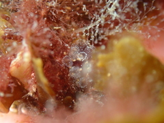 Eudistoma circumvallatum