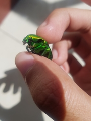 Heterorrhina sexmaculata