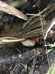 Spongiporus leucospongia