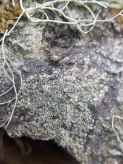 Buellia griseovirens
