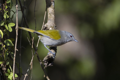 Microligea palustris