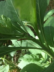 Conocephalus brevipennis