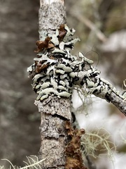 Hypogymnia occidentalis