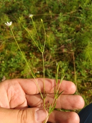 Stellaria ciliatosepala