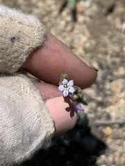 Gilia sinuata